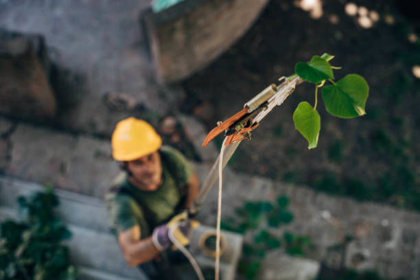 Best Emergency Storm Tree Removal  in Piney, AR